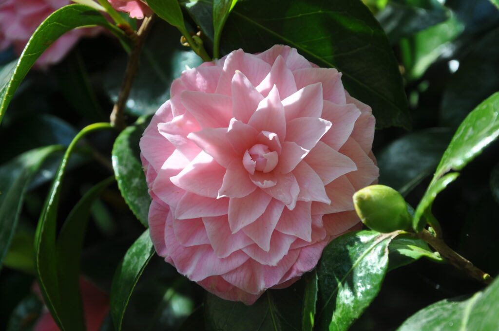Fleur de camélia rose clair
